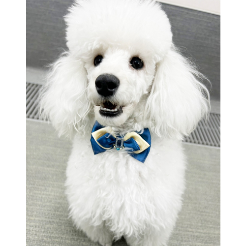 生徒が撮影したモデル犬写真③